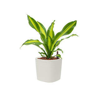 Dracaena