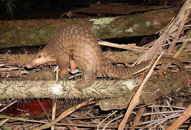 Pangolin borneo