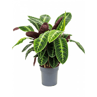 calathea