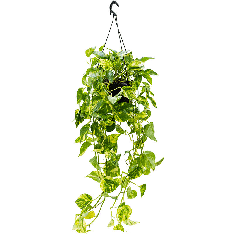 epipremnum aureum hanging extra large