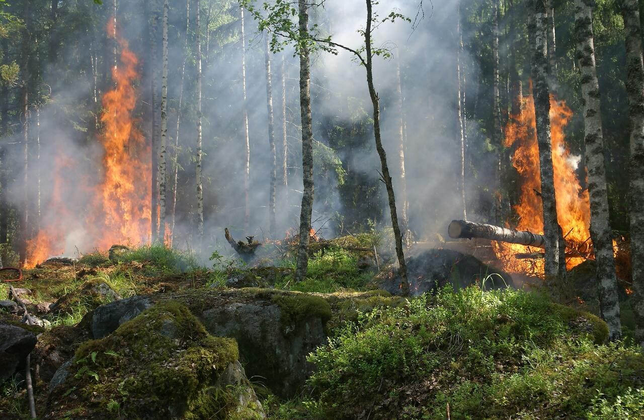 incendi rodi e curfu