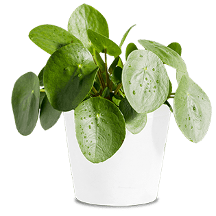 pilea