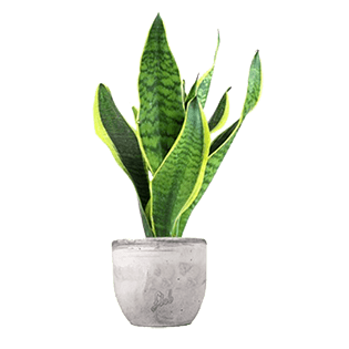 sansevieria