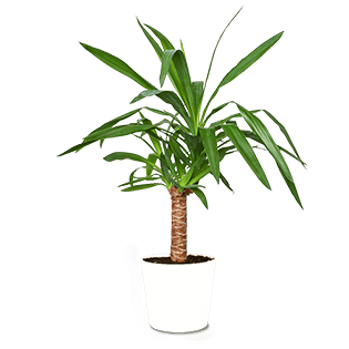 yucca