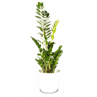 zamioculcas