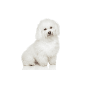 Bichon Frisé