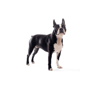 Boston Terrier