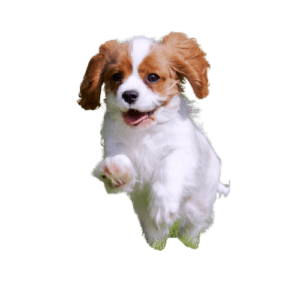 Cavalier King Charles Spaniel