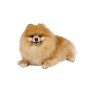 Pomerania