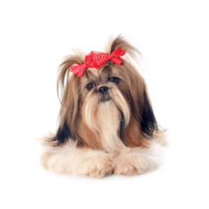 Shih Tzu