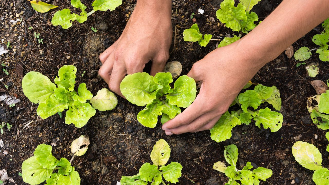 Consigli per la coltivazione di insalate nell'orto primaverile